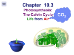 Lecture 023--Photosynthesis 2 (Dark Reactions)