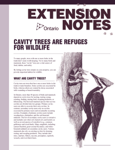 cavity trees are refuges for wildlife