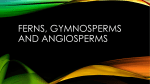 Ferns, Gymnosperms, Angiosperms