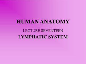 human anatomy - WordPress.com