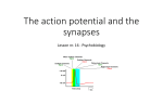 The action potential and the synapses