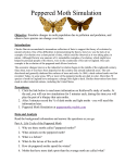 Life Cycle of the Peppered Moth