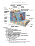 chapter 6 - integumentary system