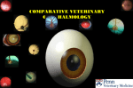 comparative veterinary ophthalmology
