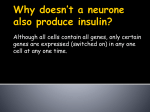 Why doesn`t a neurone also produce insulin?