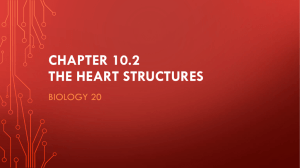 Chapter 10 The heart Structures