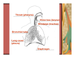 Throat (pharynx) Voice box (larynx) Windpipe (trachea) Bronchial