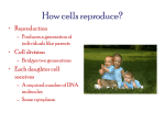 Mitosis