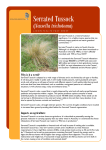Serrated Tussock - Yass Area Network of Landcare Groups