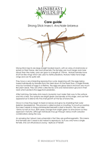 Strong Stick Insect, Anchiale briareus