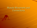 Muscle Movement and Connections