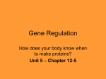 4-Gene Regulation 14-15 copy