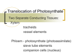 Translocation of Photosynthate - Academic Resources at Missouri