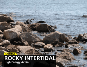 Rocky IntERtIdAl - Long Island Sound Study