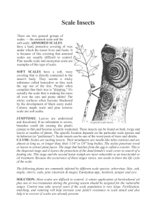 Scale Insects