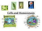 Cells and Homeostasis - Mrs. Blevins` Science