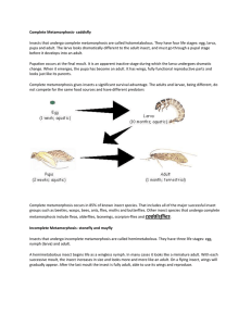 Insects that undergo complete metamorphosis are called