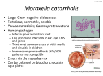 Moraxella catarrhalis