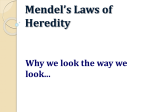 Mendel`s Laws of Heredity Why we look the way we look