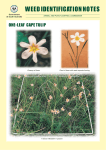 One-leaf Cape tulip - Home Enviro Data SA