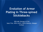 Evolution of Armor in Sticklebacks