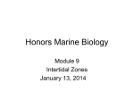 Honors Marine Biology Module 9 Intertidal Zones