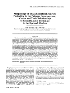 Morphology of Thalamocortical Neurons Projecting
