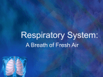 Respiratory System