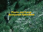 Plants and Fungi: Ecosystem Essentials
