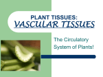 plant tissues: vascular system