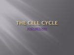 The CELL CYCLE