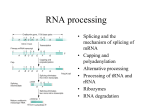 RNA processing