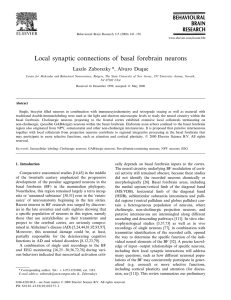 Local synaptic connections of basal forebrain neurons