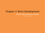 Chapter 2: Brain Development