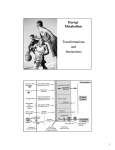 Energy Metabolism