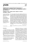 Papillomavirus Capsid Protein Expression in Escherichia coli
