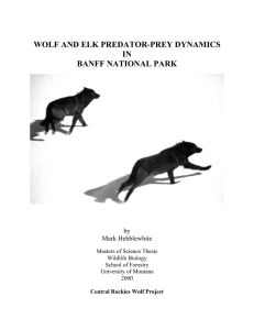 wolf and elk predator-prey dynamics in banff national park