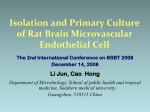 Isolation and Primary Culture of Rat Brain Microvascular