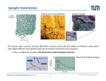 Synaptic transmission