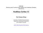 Auditory Cortex (1)
