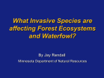 “Invasive” Plants - MSU Department of Geography