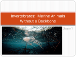 Invertebrates: Marine Animals Without a Backbone