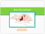Rat Dissection - SLHS Academic biology