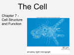 Ch 7 Cell Overview and Theory