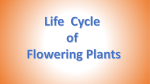 Life Cycle of Flowering Plants