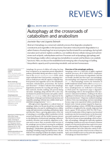 Autophagy at the crossroads of catabolism and anabolism