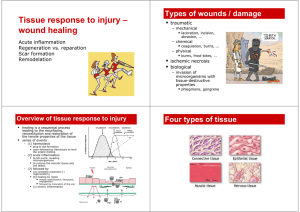 Tissue response to injury wound healing