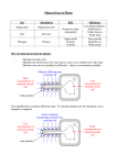 Mineral Ions in Plants