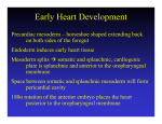 07 Early Heart Development