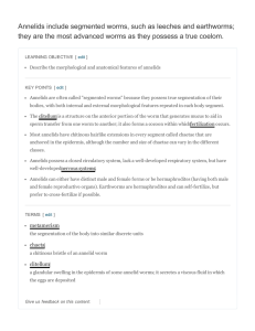 Annelids include segmented worms, such as leeches
